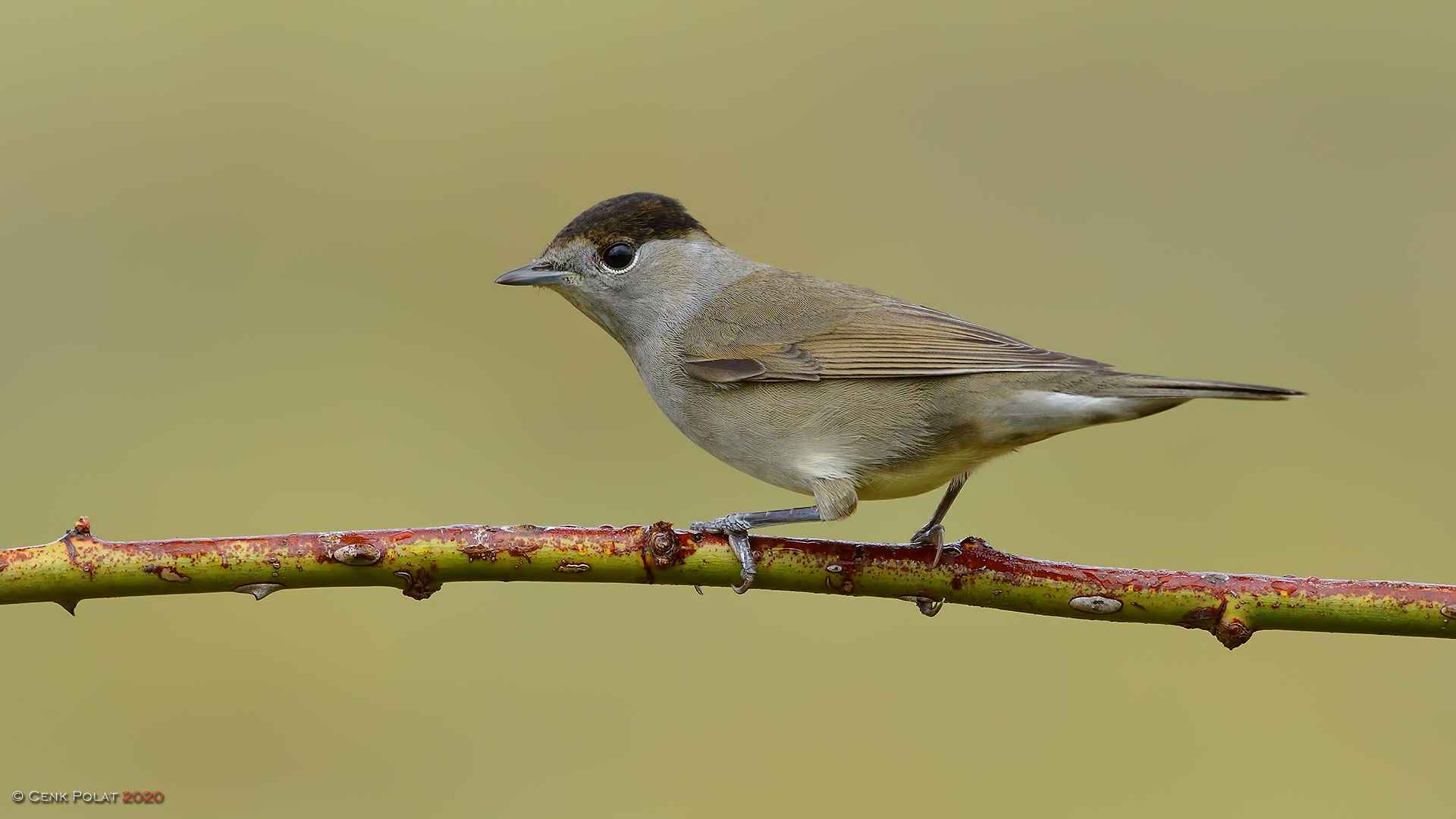 Eurasian Blackcap